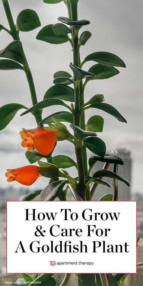 Allow us to introduce you to the goldfish plant, whose yellow-orange blossoms look like goldfish (and sometimes like their namesake crackers). Here's how to grow and care for them. #goldfishplant #columneagloriosa #houseplants #uniqueplants #plantcare #planttips #hangingplants #gardening #indoorgarden Goldfish Plant, Goldfish Crackers, Tiny Fish, Jasmine Plant, Plant Care Houseplant, Orange Blossoms, Balcony Plants, Inside Plants, Indoor Plant Care