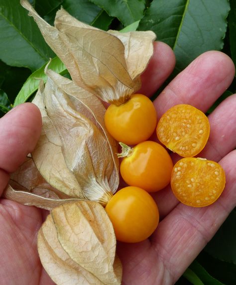 Cape Gooseberry / Physalis peruviana Fantasy Fruit, Bonsai Fruit Tree, Food Forest Garden, Cape Gooseberry, Types Of Berries, Art Kits For Kids, Vegetable Garden Planning, Fruit Photography, Food Forest