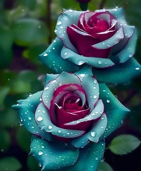 Flowers - 🌺 Beautiful Roses (⁠◕⁠ᴗ⁠◕🌺)🩵🩷 | Facebook Delicate Bouquet, Rose Flower Photos, Rare Roses, Very Beautiful Flowers, Strange Flowers, Rose Flower Pictures, Rose Seeds, Beautiful Flowers Photos, Lovely Flowers Wallpaper