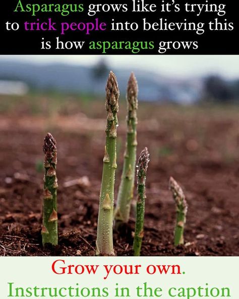 Avellino Farms How To Plant Asparagus, Plant Asparagus, Asparagus Garden, Asparagus Seeds, Shade Loving Flowers, Oregano Plant, Garden Planters Diy, Carrot Gardening, Growing Vegetables In Pots