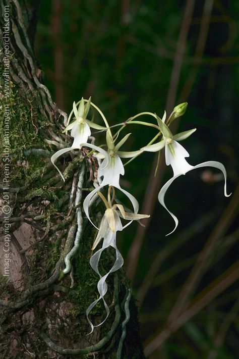 The Florida Native Orchid Blog: Ghost Orchid (Dendrophylax lindenii) Ghost Orchid, Florida Native Plants, Orchid Photography, Endangered Plants, Florida Gardening, Weird Plants, Plant Fungus, Moon Garden, Dry Creek