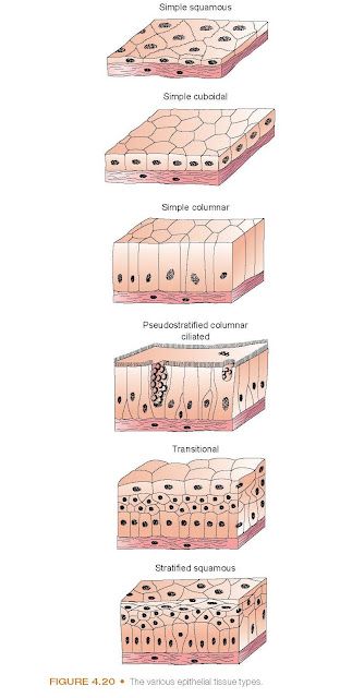 The various epithelial tissue types. Hair Tissue Mineral Analysis, Cell Junction, Epithelial Tissue, Serous Membrane, Cardiac Muscle Cell, Stratified Squamous Epithelium, Loose Connective Tissue, Exocrine Gland, Biology Diagrams