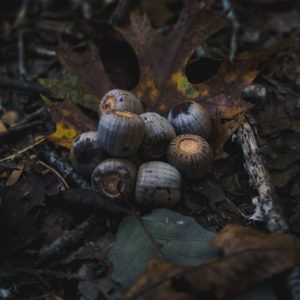 My name is Jesse. I’m the creator of Feral Foraging! Learn more about what makes me passionate about teaching wild food foraging to the world! Forager Aesthetic, Foraging Aesthetic, Bsd Oc, Food Foraging, Wild Food Foraging, Delicious Bread, Wild Food, Wild Plants, Natural World