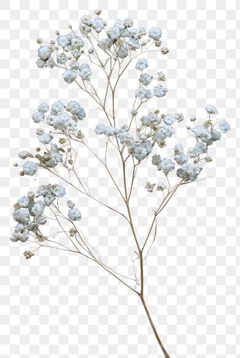 Cotton Branches, Gypsophila Flower, Flowers Png, Flower Leaf, Blossom Flower, Free Design Resources, Wedding Things, Creative Studio, Free Design