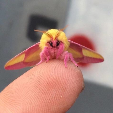 Poodle Moth, Maple Moth, Tortoise Beetle, Pink Moth, Rosy Maple Moth, Cute Moth, Pictures Of Insects, Cool Insects, Cool Bugs