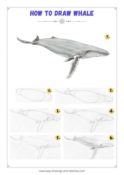 Learn how to draw a whale in few simple steps Whale Tutorial Drawing, How To Draw Humpback Whale, How To Draw Whales Step By Step, How To Paint A Whale Step By Step, Whale Sketch Simple, Whale Drawing Step By Step, How To Draw Whale, Whale Drawing Pencil, How To Draw A Whale