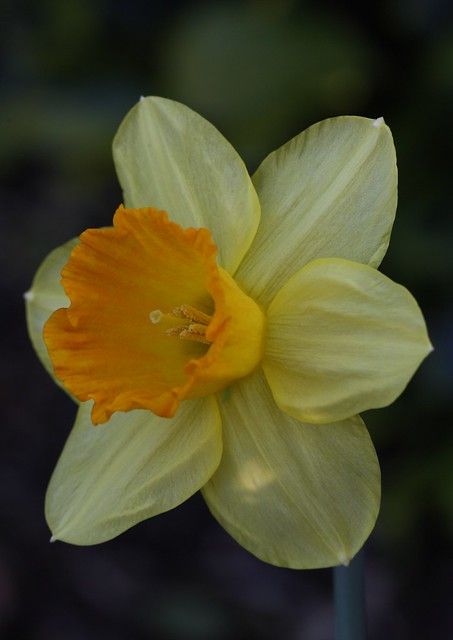 Welsh Daffodils, Aesthetic Flower Design, Daffodil Photography, Spring Blooming Flowers, Narcissus Flower, Daffodil Bulbs, Aesthetic Garden, Blossom Garden, Yellow Daffodils