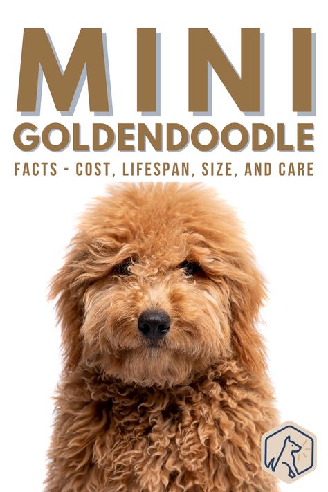 The Mini Goldendoodle is the go-to dog for many families who are searching for the ideal pet pooch. If you’re considering bringing a puppy home, you’ll need to know more about the breed. How big are Miniature Goldendoodles when full-grown? What’s the difference between F1 and F1b puppies? How do you care for a Mini Goldendoodle? Read this guide to find out everything you need to know. #minigoldendoodleguide #perfectpooch F1b Goldendoodle Mini, Mini Goldendoodle Haircuts, Miniature Golden Doodle Full Grown, Puppy Cut Goldendoodle, F1b Mini Goldendoodle Full Grown, Goldendoodle Puppy Haircut, Mini Golden Doodle Full Grown, Minature Goldendoodle, Mini Groodle