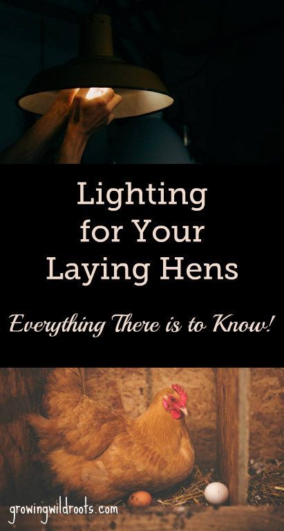 Does adding artificial lighting to a coop help laying hens? And what is the best way to go about adding it? This post gives all the details about where, when, and how to integrate lighting into your chicken coop. Raising Quail, Raising Ducks, Artificial Lighting, Laying Hens, Natural Parenting, Egg Laying, Raising Chickens, Way To Go, Chickens Backyard