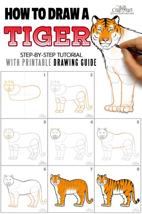 How to draw a tiger easily step by step instructions with a chart and a free printable guide. Tiger Drawing Reference Poses, How To Draw A Tiger Easy, Tiger Drawing Easy Step By Step, How To Draw A Tiger Step By Step, Tiger Drawing Reference, How To Draw A Tiger, Tiger Drawing Step By Step, Tiger Drawing Easy, Tiger Drawing For Kids