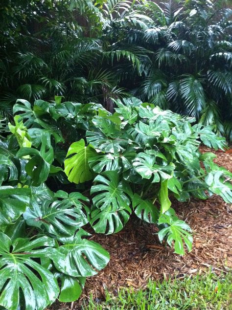 Front Yard Design Ideas, Large Leaf Plants, Garden Home Ideas, Yard Design Ideas, Yard Landscape Ideas, Garden Front Yard, Big Leaf Plants, Tropical Backyard Landscaping, Lawn Borders