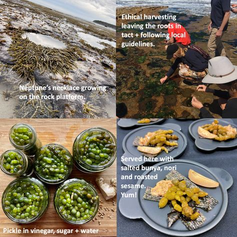 how to forage and use Neptune's neckless the edible seaweed — Wild Plants, Foraging, Food, Art and Culture Edible Seaweed, Pickle Jars, Wilderness Survival, Wild Plants, Edible Plants, Art And Culture, Roasted Veggies, Zero Waste, Green And Brown