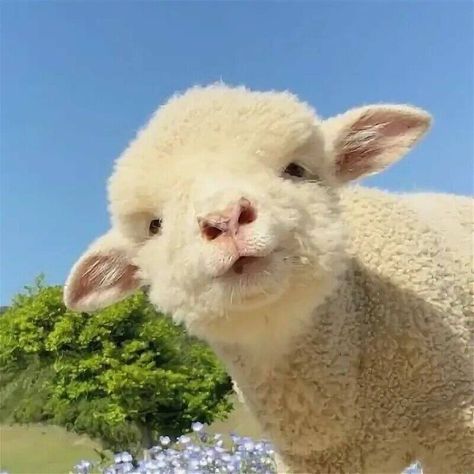 Baby Sheep, Cute Goats, Cute Small Animals, Trending Pins, Cute Sheep, Pretty Animals, Silly Animals, Fluffy Animals, Cute Wild Animals