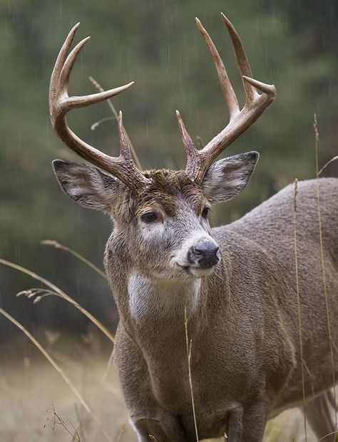 Whitetail Deer Pictures, Deer Photography, Whitetail Deer Hunting, Big Deer, Deer Hunting Tips, Deer Mounts, Deer Photos, Deer Pictures, Whitetail Bucks