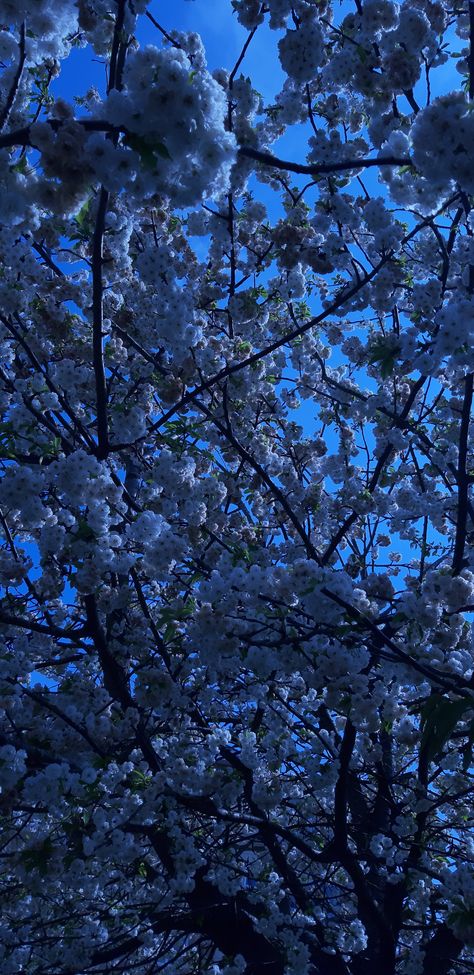 Blue Cherry Blossom Wallpaper, Blue Cherry Blossoms, Blue Sakura, Cherry Blooms, Blue Background Wallpapers, Cherry Blossom Wallpaper, Oc Board, Dark Blue Wallpaper, White Cherry Blossom