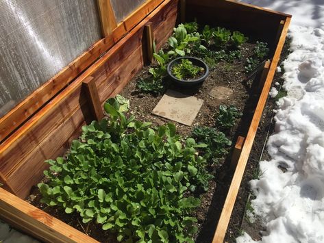 Cool post about growing veggies in the wintertime using Cold Frames Colorado Gardening, Hardening Off Seedlings, Growing Veggies, Solar Heating, Cold Frame, Growing Food, Winter Time, Daffodils, Vegetable Garden