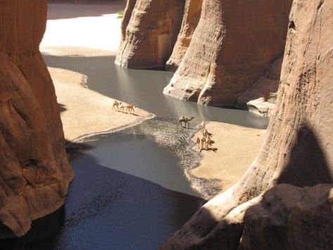 Nefertari Vivi, Desert Sahara, Some People, Mother Nature, Beautiful Nature, Egypt, Beautiful Places, Around The Worlds, Horses