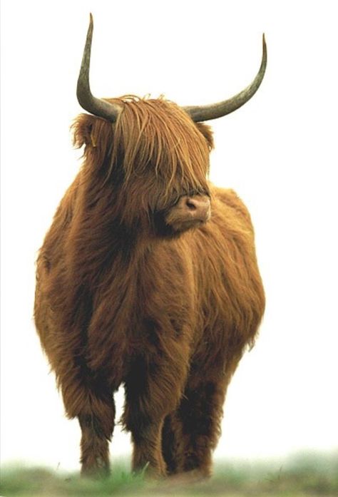 Scottish Cow, Highland Cow Art, Scottish Highland Cow, Fluffy Cows, Cow Pictures, Highland Cows, Highland Cattle, Cow Calf, Baby Cows