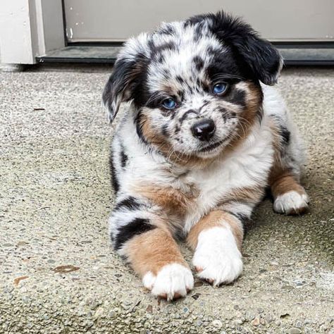 Australian Shepherd Dog Colors: A Complete List Of All 15 Recognized Coat Colors 3 Australian Shepherd Colors, Blue Merle Aussie, Merle Australian Shepherd, Cute Dog Cartoon, Australian Shepherd Blue Merle, Black Labs Dogs, Aussie Shepherd, Aussie Dogs, Lab Dogs