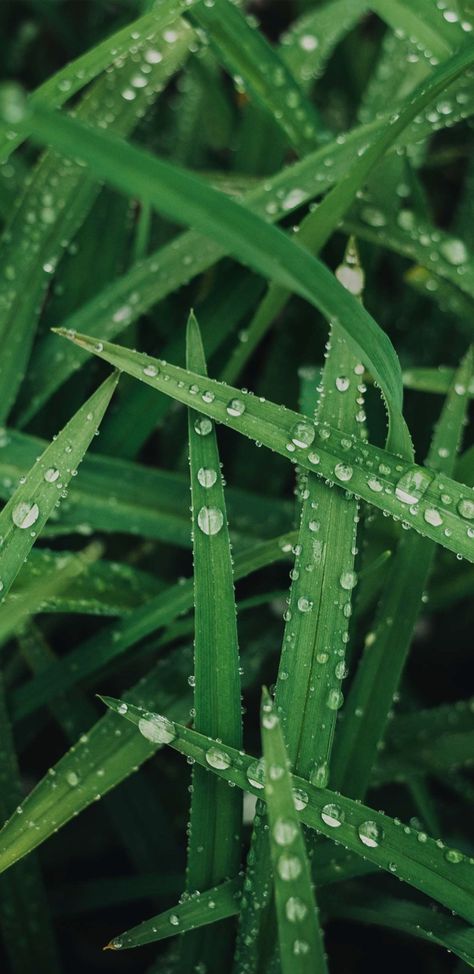 Morning Dew, Mobile Wallpaper, Nature Photography, Photography, Nature