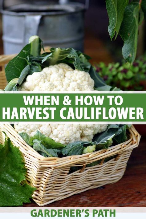 If you’re growing cauliflower in the garden, you might be confused about how and when to pick the delicious heads. How big should they be? How do you get them off the stalk? Discover when and how to harvest cauliflower, plus some bonus recipe ideas! Read more on Gardener’s Path. #cauliflower #harvest #gardenerspath How To Grow Cauliflower, Growing Cauliflower, Ihop Pancakes, Cauliflower Plant, Herbs Growing, Vegetable Benefits, Salads Recipes, Vegetable Garden Tips, Vegetable Garden Planning