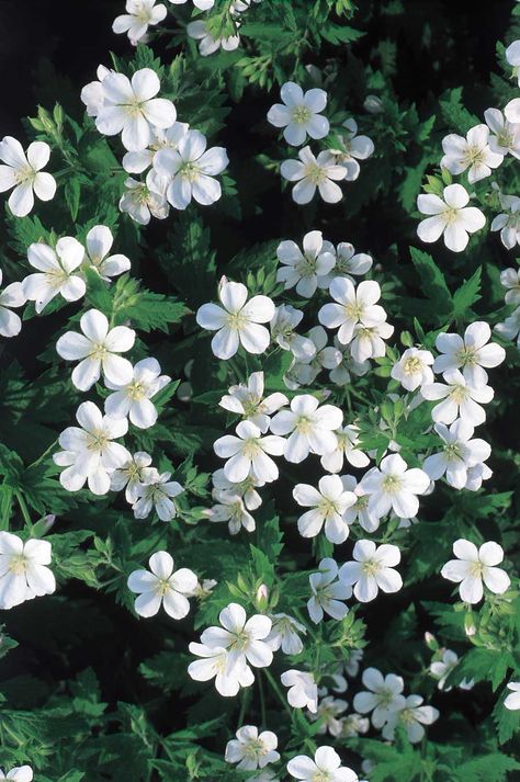 Geranium Sylvaticum, Border Plants, White Plants, Moon Garden, White Garden, Hardy Plants, White Gardens, During The Day, Shade Plants