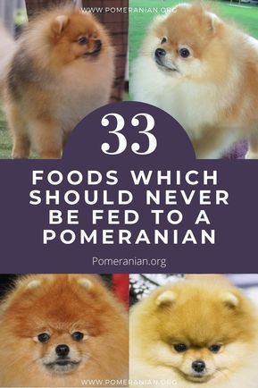 Pomeranian Teddy Bear Cut, Pomeranian Puppy Training, How To Groom A Pomeranian At Home, Mini Pomeranian, Pomeranian Training, Dog Care Checklist, Pomeranian Haircut, Pomeranian Mom, Pomeranian Chihuahua