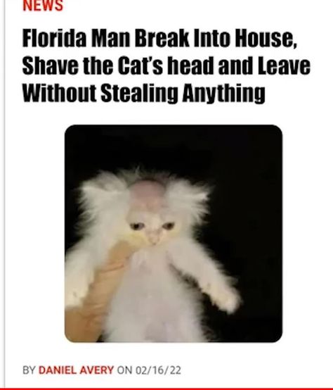 https://www.reddit.com/r/Bossfight/comments/uxz62z/florida_man_shaver_of_cats/ Shaved Cat, Florida Man, Rare Images, Funny Profile, Mens Shaving, Shaved Head, Best Funny Pictures, Best Memes, Meme Pictures