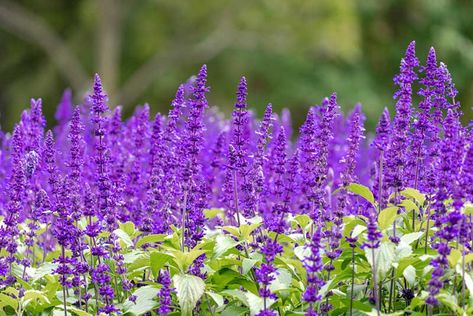 10 Best Wisconsin Perennials - Garden Lovers Club Wisconsin Perennial Garden, Wisconsin Landscaping Ideas, Wisconsin Flower Garden, Wisconsin Native Plants, Native Plants Pennsylvania, Wisconsin Gardening, Wisconsin Landscape, Wisconsin Wildflowers, Tall Purple Flowers