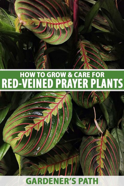 With its beautiful, boldly patterned leaves, red-veined prayer plant is a stunner of a houseplant. And this maranta is easy to care for when you know the right tips to follow. Learn how to grow and care for red-veined prayer plants in this guide on Gardener's Path. #redveinedprayerplant #prayerplants #gardenerspath How To Care For A Prayer Plant, Red Maranta, Maranta Plant, Prayer Plant Care, Repotting Orchids, Plant Jungle, Calathea Plant, Household Plants, Indoor House Plants