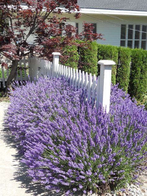 Lavender and picket fence combination, so good! Picket Fence Planting, Picket Fence Front Garden, Lavender Hedge Landscaping, Lavender Along Fence, Lavender Front Yard, Lavender Hedge Front Yards, Lavender Fence, Picket Fence Landscaping, Lavender Hedges