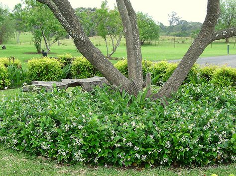 star jasmine ground cover | A pet safe alternative to the not pet safe Asian jasmine Star Jasmine Ground Cover, Jasmine Ground Cover, Southern Landscaping, Asian Jasmine, Plants For Planters, Jasmine Plant, Ground Covers, Star Jasmine, House Facade