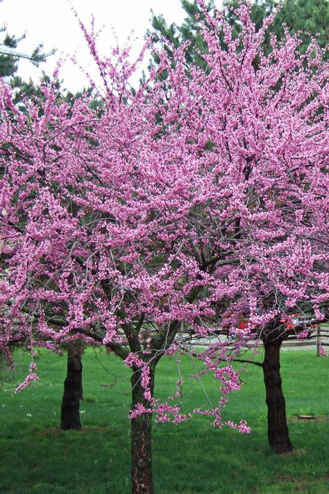 Redbud trees bear tiny pinkish-purple flowers along its stems and bare branches in early spring. #gardening #gardenideas #plantingtrees #treelandscaping #bhg Redbud Trees, Golden Rain Tree, Landscaping Shrubs, Fringe Tree, Pink Flowering Trees, Eastern Redbud, Early Spring Flowers, Spring Gardening, Tree Identification