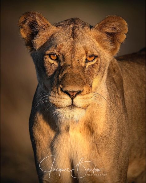 Golden hour lioness, Sabi Sands North🐾 #bigcat #focus #bigcats #big5 #photography #nature #natgeo #natgeowild #natgeowildlife #wildography… Cat Whisperer, F2 Savannah Cat, Africa Wildlife, Söt Katt, Cat Spray, Savannah Cat, Nat Geo, Cat Photography, Wildlife Animals