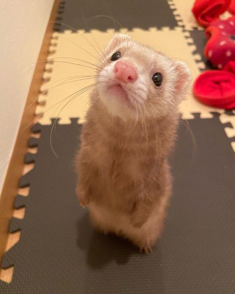 Huron Animal, Ferret Pfp, European Polecat, Ferret Art, Baby Ferrets, Funny Ferrets, A Ferret, Animals Tattoo, Pet Ferret