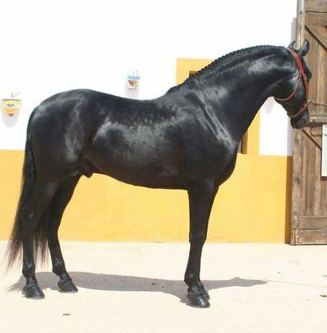 PRE Black stallion. Lleguada Carthago. Liberty Horse, Lusitano Stallion, Andalusian Horses, Kathiyawadi Horse, Spanish Horse, My Bank Account, Marwari Horses, Horse Black, Horse Colors