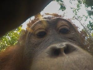 A baby orangutan picks up the camera and takes some pictures Ian Wood, Baby Orangutan, Funny Monkey, Wildlife Photographer, Great Ape, Monkeys Funny, Hidden Camera, Hippopotamus, In The Wild