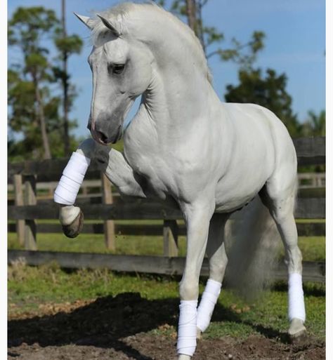 Andalusian Horse, Most Beautiful Horses, Grey Horse, Most Beautiful Animals, Majestic Horse, All The Pretty Horses, Horse Crazy, Majestic Animals, Horse Equestrian