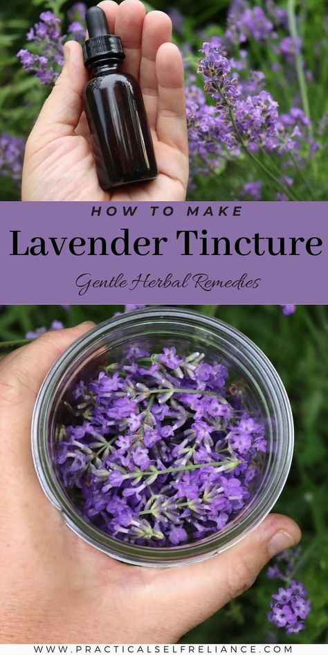 Unwind and rejuvenate with a homemade lavender elixir that soothes the senses and calms the mind. Perfect for those moments when you need a little tranquility, this simple yet effective recipe blends the natural essence of lavender with a touch of creativity. Whether you're looking to enhance your evening routine or create a peaceful atmosphere for meditation, this calming concoction is your go-to solution. Embrace the art of relaxation and let the gentle aroma of lavender transport you to a place of serenity. Lavender Tincture Uses, Tinture Recipes, Diy Lavender Oil, Lavender Oil Diy, Lavender Oil Recipes, Lavender Tincture, Homemade Lavender Oil, Tincture Recipes, Medicinal Herbs Remedies