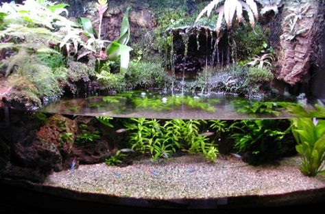 Paludarium Construction Journal Bioactive Turtle Tank, Fish Tank Waterfall, Paludarium Ideas Waterfalls, Paludarium Waterfall Aquascaping, Paladarium Design, Vivarium Waterfall, Paludarium Waterfall, Terrarium Waterfall, Waterfall Terrarium