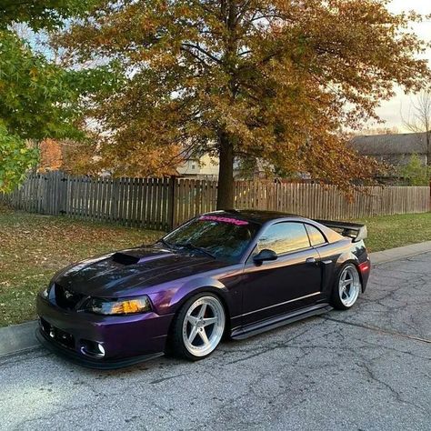 Purple people eater 1998 Mustang Gt, 2001 Mustang Gt, 2001 Mustang, Sn95 Mustang Gt, 2000 Mustang, 2002 Mustang, 2004 Mustang Gt, 2004 Mustang, 2003 Ford Mustang Gt