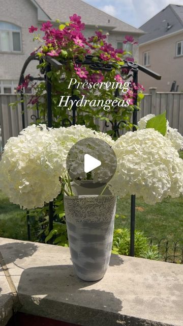 The_gardensage11 on Instagram: "To preserve your hydrangeas is quick and easy. Select flowers just before they reach their peak. Follow the stem down to a node and cut just above it. Then take the stem and make a second cut just below a node. Have a vase ready with about 2” of water and add the stems to the vase. Leave the flowers in the vase until all the water is absorbed.DO NOT ADD WATER. In about  a week your hydrangeas should be dry and ready for anything you have in mind. #hydrangea #dryingflowers #gardeninspiration #gardening #preservingflowers #annabellehydrangea" Planting Food, Incrediball Hydrangea, Annabelle Hydrangea, Preserved Hydrangea, Hydrangea Care, Dried Hydrangeas, Using Chalk Paint, Hydrangea Garden, Planting Hydrangeas