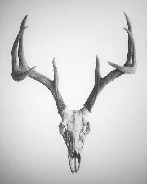 Deer Skull Front View, Stag Skull Tattoo Design, Deer Skull Illustration, Deer Skull Tattoo Design, Deer Skull Sketch, Deer Skull Tattoo For Men, Elk Skull Drawing, Deer Skull Reference, Whitetail Deer Tattoo