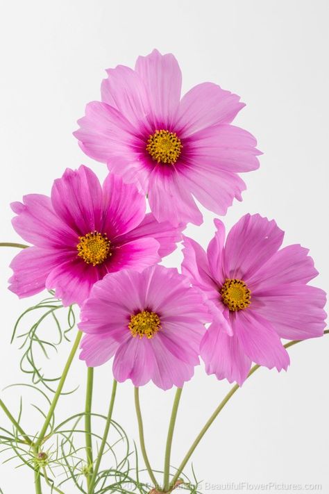 Flowers Photography Beautiful, Pink Cosmos, Cosmos Flowers, Wallpaper Flowers, Garden Photography, Flowers Pink, Flowers Perennials, Flower Beauty, Delicate Flower