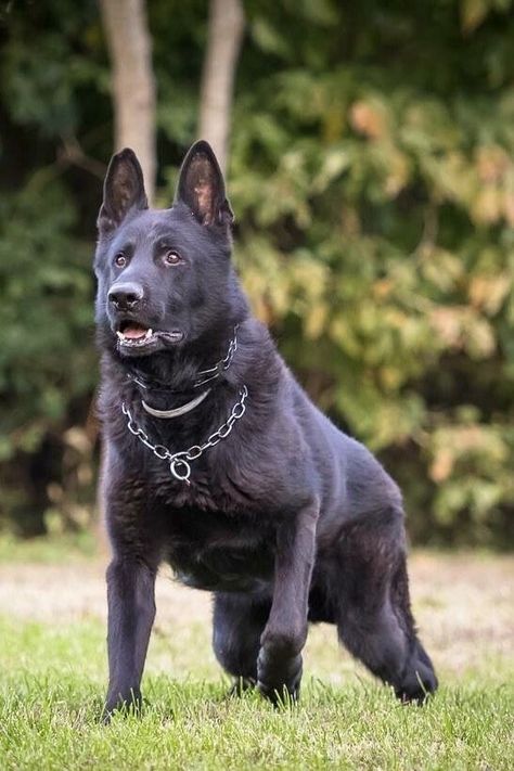 #German_Shepherd_care #German_Shepherd_dog #German_Shepherd_puppy_price #German_Shepherd_for_sale #German_Shepherd_review Alabai Dog, Black Shepherd, Black German Shepherd Dog, Dog Hero, Dolphin Fish, Belgian Malinois Dog, Malinois Dog, Black German Shepherd, Belgian Malinois