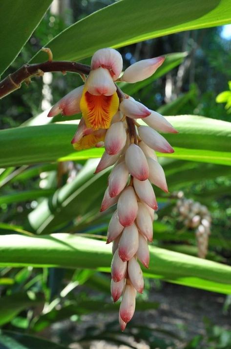 Grow Ginger Indoors, Cardamom Plant, Shell Ginger, Growing Ginger Indoors, Grow Turmeric, Growing Ginger, Ginger Plant, Ginger Flower, Tropical Garden Design