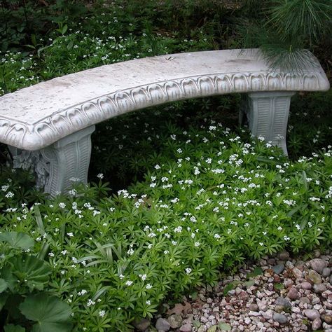 Not to be confused with our native Galium boreale (bedstraw), Galium odoratum (Asperula) is a wonderful ground cover with glossy fan-shaped green foliage. The dainty, star-shaped white flowers are sweetly scented. Prefers moist, well-drained soil. Will take partial shade or full sun. Will dry and retain the sweet hay fragrance. A great partner to our native Mertensia virginica (Virginia Bluebells).  Grow at the edge of your woodlands, around your benches, anywhere to enjoy the nice soft perfume. Galium Odoratum, Dry Shade Plants, Perennial Ground Cover, Sweet Woodruff, Shade Loving Perennials, Best Perennials, Shade Perennials, Ground Cover Plants, Shade Plants