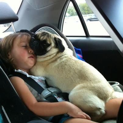 Pug Life, Pugs And Kisses, A Pug, Cute Pugs, Pug Lover, Silly Animals, Pug Love, Mans Best Friend, Dog Life