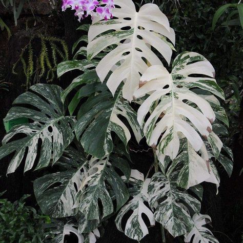 Indoor Green Plants, Plant Lights, Alocasia Plant, Variegated Monstera, Monstera Albo, Swiss Cheese Plant, Plant Light, Variegated Plants, Plant Aesthetic