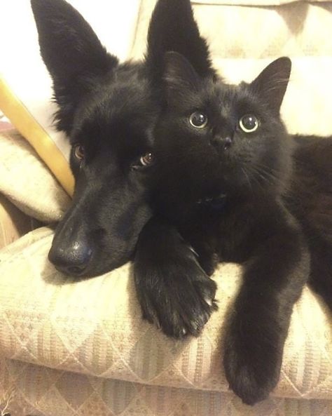 Black Dogs, Söt Katt, Animals Friendship, Cute Black Cats, Pretty Animals, Cute Cats And Dogs, Silly Cats, Pretty Cats, Black Cats